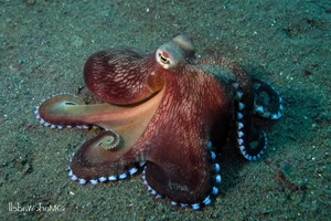 Top 10 Animals with the Most Unique and Extraordinary Skin on Earth - image 0
