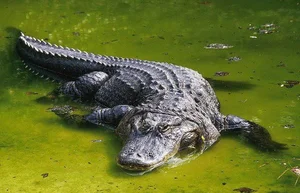 Top 10 Animals with the Most Unique and Extraordinary Skin on Earth - image 8