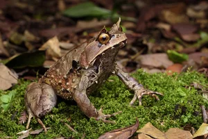 Top 10 Animals with the Most Unique and Extraordinary Skin on Earth - image 6