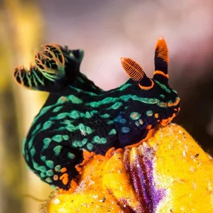 Top 10 Animals with the Most Unique and Extraordinary Skin on Earth - image 1