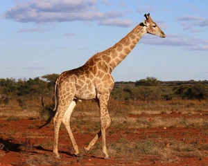 Top 10 Animals with the Most Unique and Extraordinary Skin on Earth - image 2