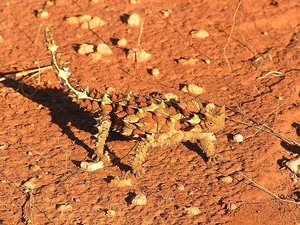Top 10 Animals with the Most Unique and Extraordinary Skin on Earth - image 3