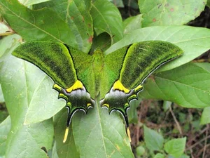 Four of the World’s Rarest Butterfly Species Facing the Threat of Extinction - image 7