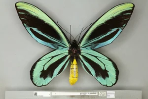 Four of the World’s Rarest Butterfly Species Facing the Threat of Extinction - image 6