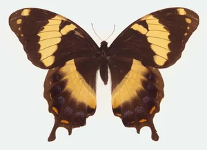 Four of the World’s Rarest Butterfly Species Facing the Threat of Extinction - image 1