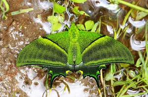Four of the World’s Rarest Butterfly Species Facing the Threat of Extinction - image 4