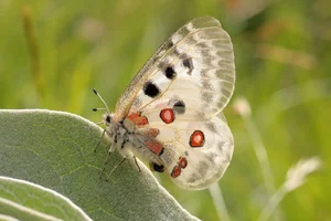 Four of the World’s Rarest Butterfly Species Facing the Threat of Extinction - image 0