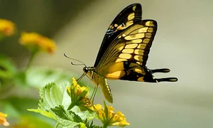 Four of the World’s Rarest Butterfly Species Facing the Threat of Extinction - image 5