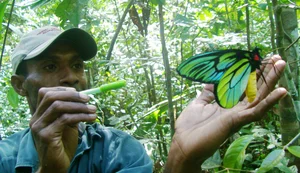 Four of the World’s Rarest Butterfly Species Facing the Threat of Extinction - image 2