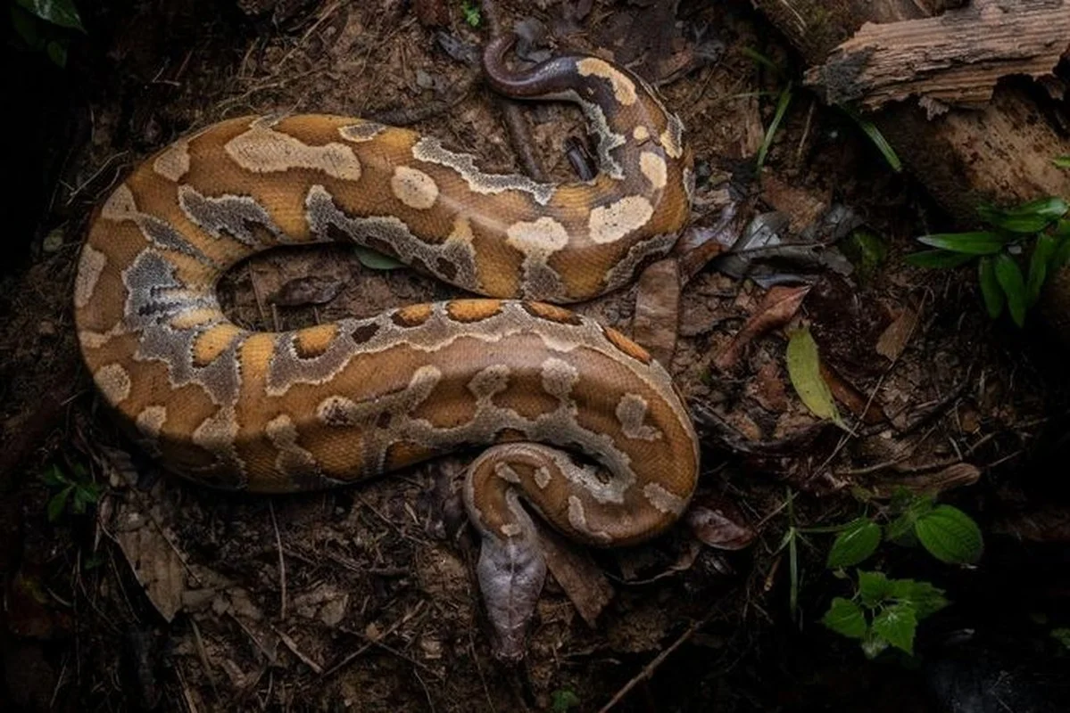 The Rare 'Blood Python' of Vietnam: A Mystery in the Red Data Book