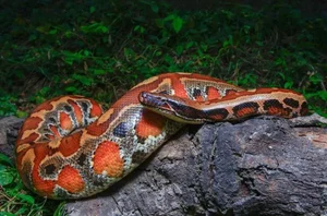 The Rare 'Blood Python' of Vietnam: A Mystery in the Red Data Book - image 2