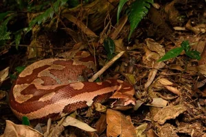 The Rare 'Blood Python' of Vietnam: A Mystery in the Red Data Book - image 5