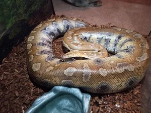 The Rare 'Blood Python' of Vietnam: A Mystery in the Red Data Book - image 7