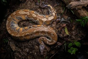 The Rare 'Blood Python' of Vietnam: A Mystery in the Red Data Book - image 0