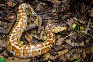 The Rare 'Blood Python' of Vietnam: A Mystery in the Red Data Book - image 4