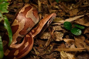 The Rare 'Blood Python' of Vietnam: A Mystery in the Red Data Book - image 3