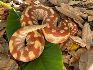 The Rare 'Blood Python' of Vietnam: A Mystery in the Red Data Book - image 8