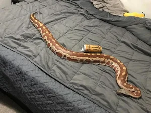 The Rare 'Blood Python' of Vietnam: A Mystery in the Red Data Book - image 9