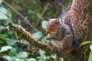 Discover Vietnam Rare and Unique Wild Rodents: A Biodiversity Wonder - image 6