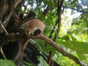 Discover Vietnam Rare and Unique Wild Rodents: A Biodiversity Wonder - image 2