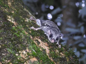 Discover Vietnam Rare and Unique Wild Rodents: A Biodiversity Wonder - image 16