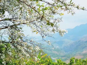 Discover the Stunning Ban Flower Season in Dien Bien Vietnam - image 0