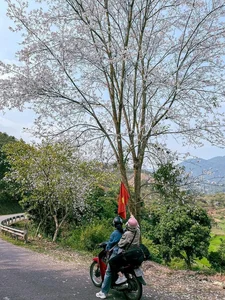 Discover the Stunning Ban Flower Season in Dien Bien Vietnam - image 2