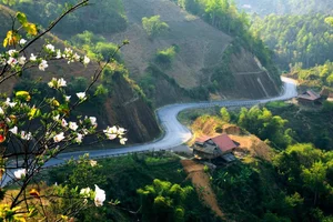 Discover the Stunning Ban Flower Season in Dien Bien Vietnam - image 7