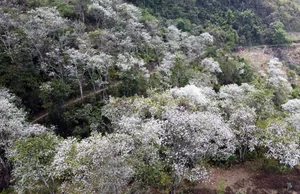 Discover the Stunning Ban Flower Season in Dien Bien Vietnam - image 3