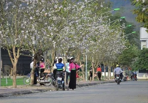 Discover the Stunning Ban Flower Season in Dien Bien Vietnam - image 1