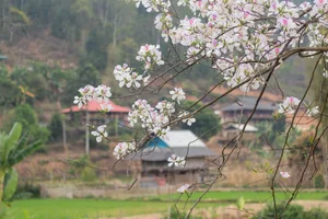 Discover the Stunning Ban Flower Season in Dien Bien Vietnam - image 4