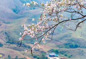 Discover the Stunning Ban Flower Season in Dien Bien Vietnam - image 8