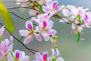 Discover the Stunning Ban Flower Season in Dien Bien Vietnam - image 6