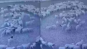 The Mystery Solved: Why Sheep Walked in Circles Around Cows in China - image 5