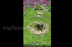 The Mystery Solved: Why Sheep Walked in Circles Around Cows in China - image 0