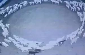 The Mystery Solved: Why Sheep Walked in Circles Around Cows in China - image 3
