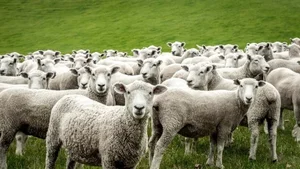 The Mystery Solved: Why Sheep Walked in Circles Around Cows in China - image 2