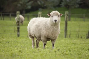 The Mystery Solved: Why Sheep Walked in Circles Around Cows in China - image 4