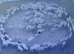 The Mystery Solved: Why Sheep Walked in Circles Around Cows in China - image 6