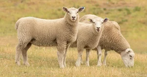 The Mystery Solved: Why Sheep Walked in Circles Around Cows in China - image 1