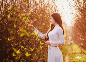 Elegant Vietnamese Ao Dai: Beautiful Traditional Dress Portrait Collection - image 7