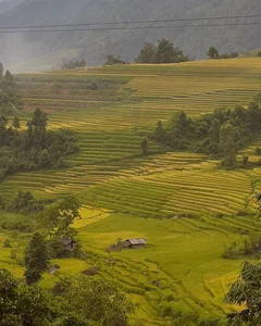 Nam Cang Ripe Rice Season: A Hidden Photography Gem in Sapa - image 6
