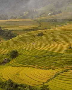 Nam Cang Ripe Rice Season: A Hidden Photography Gem in Sapa - image 4