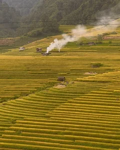 Nam Cang Ripe Rice Season: A Hidden Photography Gem in Sapa - image 3