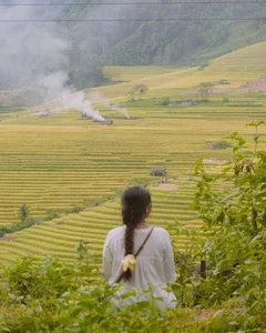 Nam Cang Ripe Rice Season: A Hidden Photography Gem in Sapa - image 9