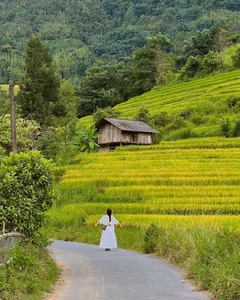 Nam Cang Ripe Rice Season: A Hidden Photography Gem in Sapa - image 5