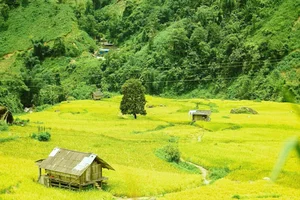 Nam Cang Ripe Rice Season: A Hidden Photography Gem in Sapa - image 1