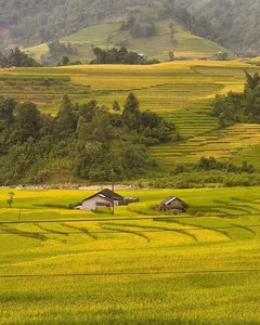 Nam Cang Ripe Rice Season: A Hidden Photography Gem in Sapa - image 10