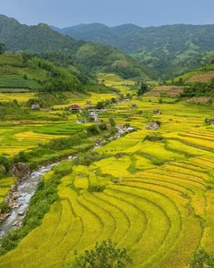 Nam Cang Ripe Rice Season: A Hidden Photography Gem in Sapa - image 8