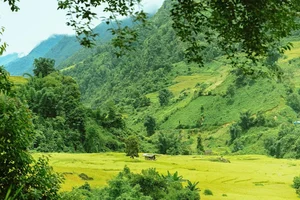 Nam Cang Ripe Rice Season: A Hidden Photography Gem in Sapa - image 0